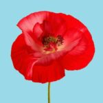 Un ricordo del prof. Clara